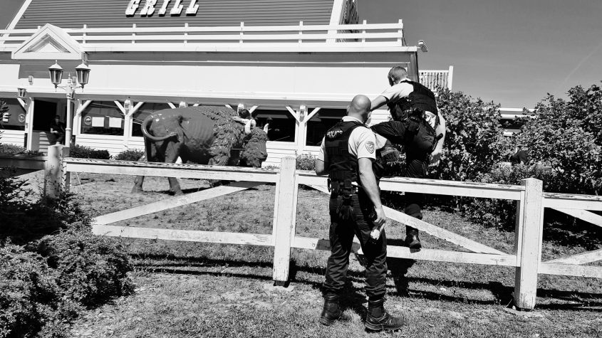 L'artiste Gilbert Coqalane décoche des flèches dans la sculpture en forme de bison trônant devant le restaurant Buffalo Grill d'Essey-les-Nancy.